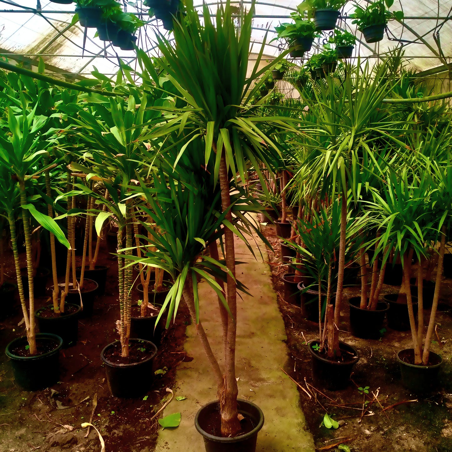 دراسينا – Dracaena 🌿