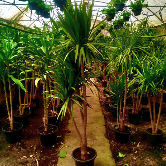دراسينا – Dracaena 🌿