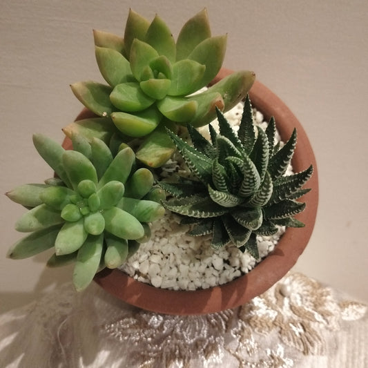 Succulent Symphony  🌵🪴سيمفونية العصاريات