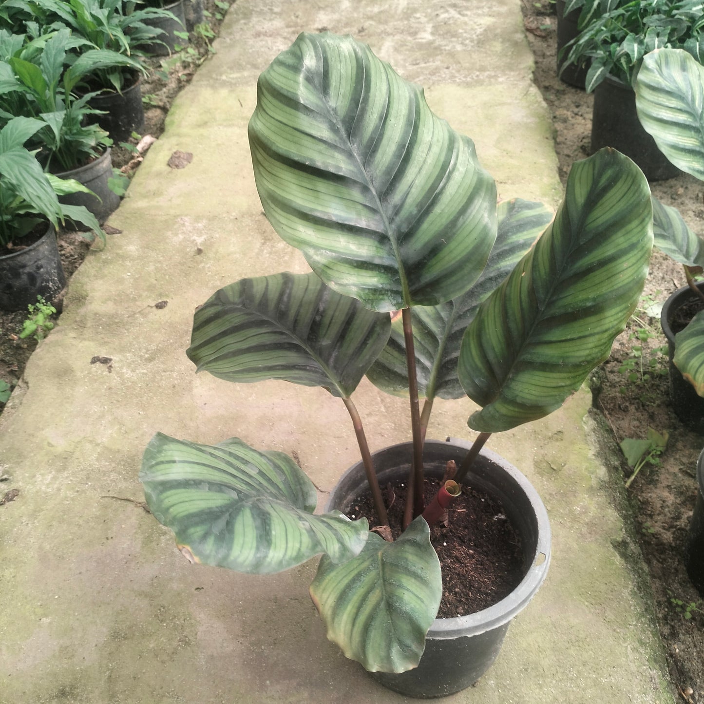 Calathea Peacock _ كالاثيا