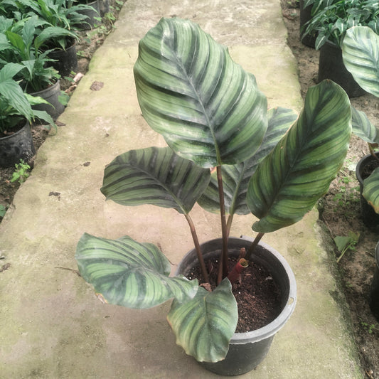 Calathea Peacock _ كالاثيا