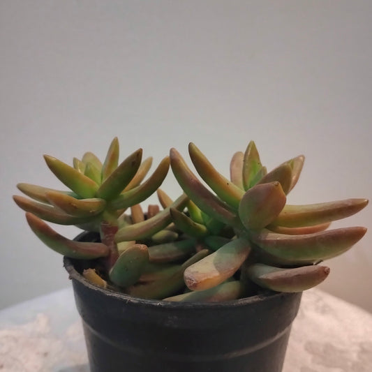 Red Sedum سيدوم احمر