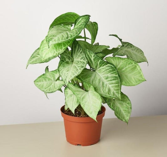 سينجونيوم – Syngonium 🌿