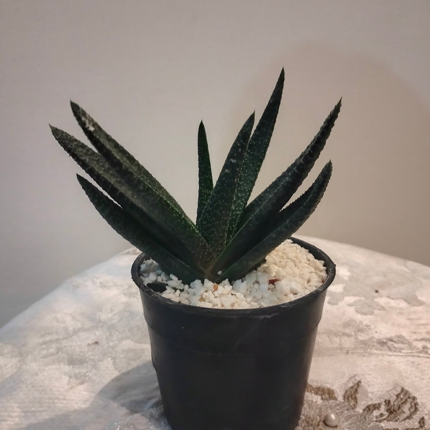 Gasteria جاستريا 🪴