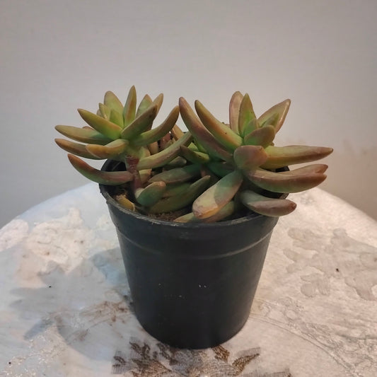 Red Sedum سيدوم احمر