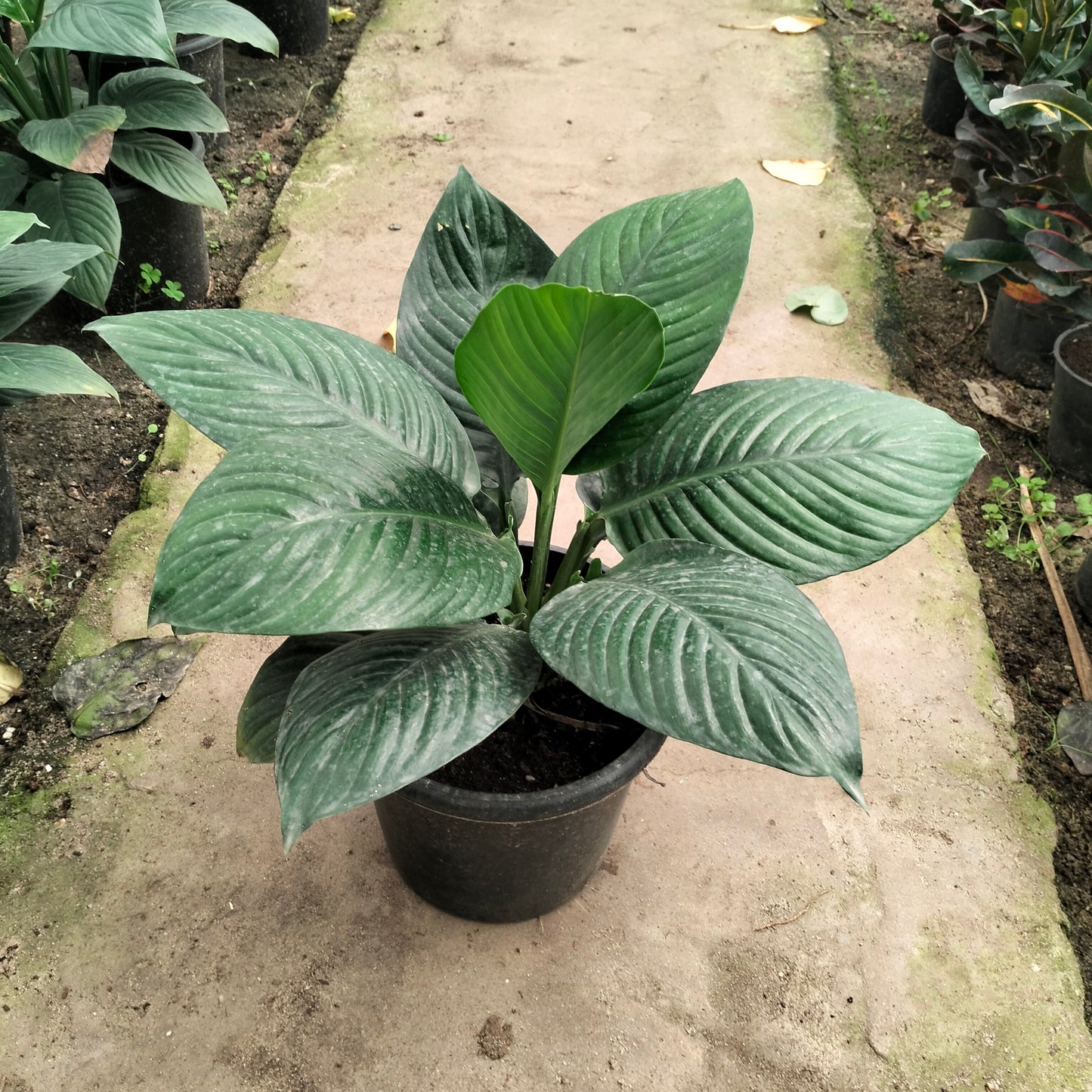 اسباثيفيليم – Spathiphyllum 🌿 (Queen lily)