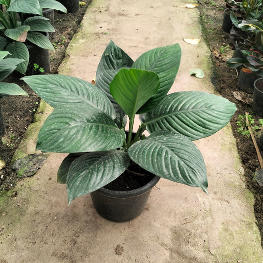اسباثيفيليم – Spathiphyllum 🌿 (Queen lily)