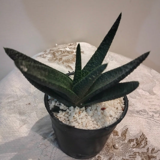 Gasteria جاستريا 🪴