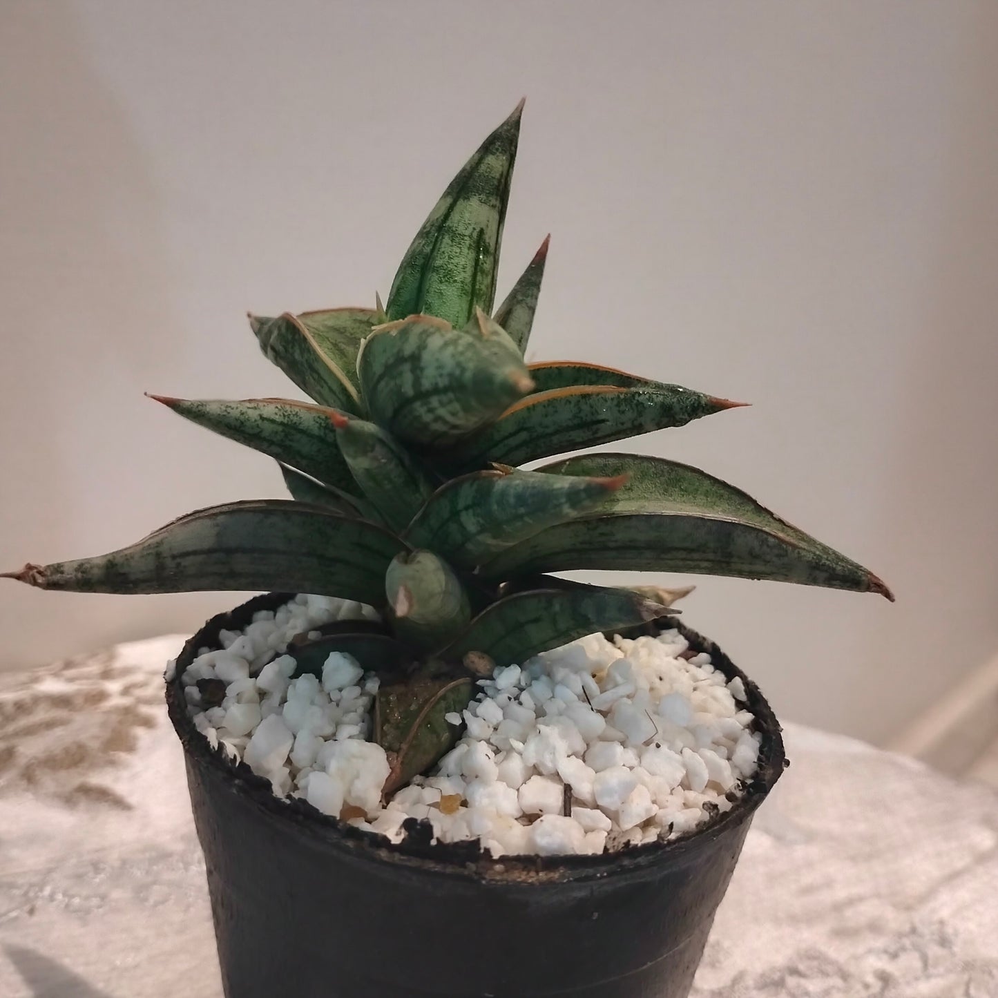 Dwarf African Spear صبار الرمح الافريقى