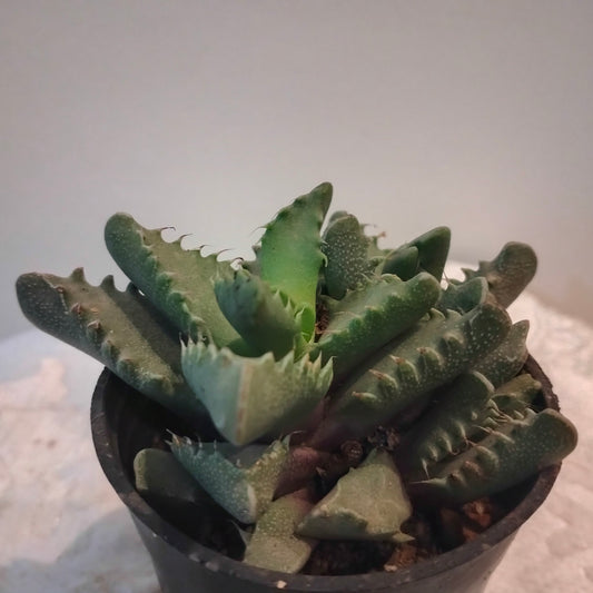 🌿 Tiger’s Jaw Plant 🐯 فك النمر