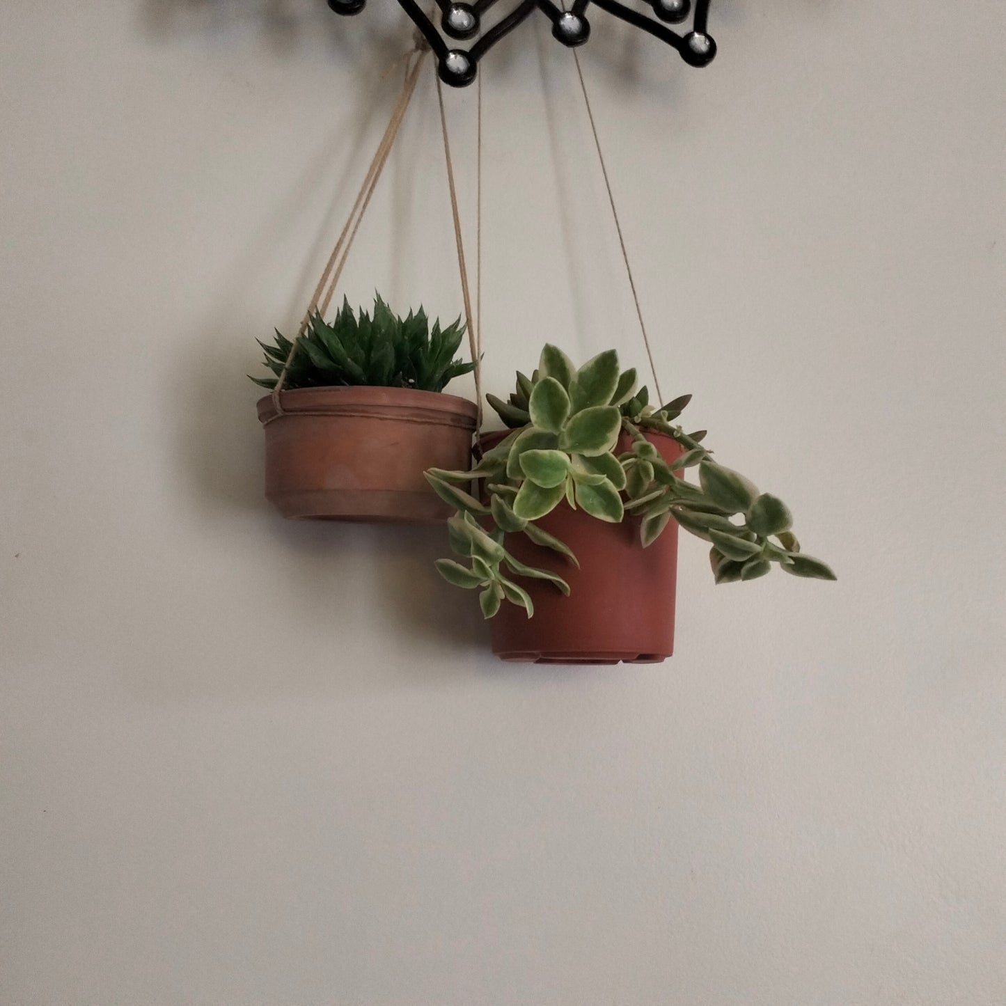 Succulent Sky Bundle