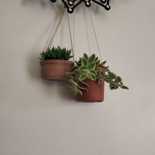 Succulent Sky Bundle