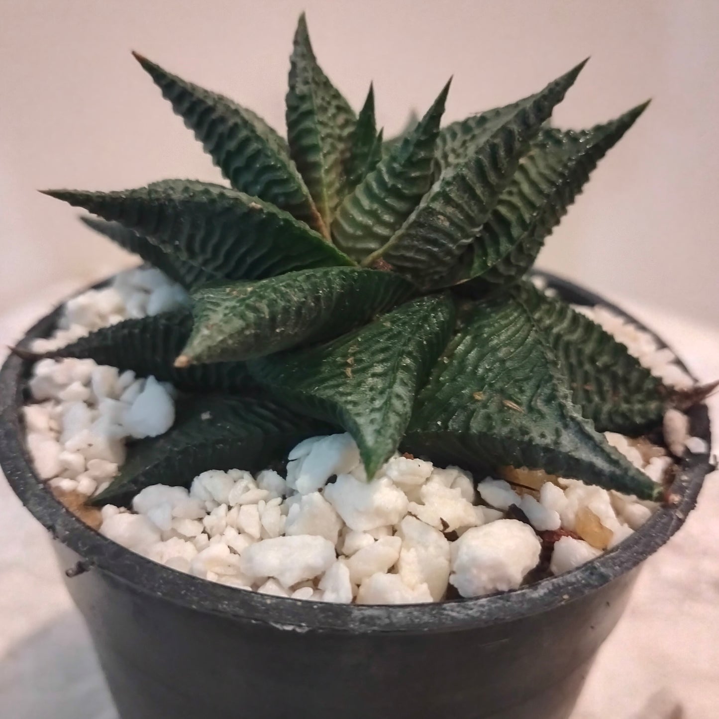 Star Haworthia هاورثيا نجمة 💫