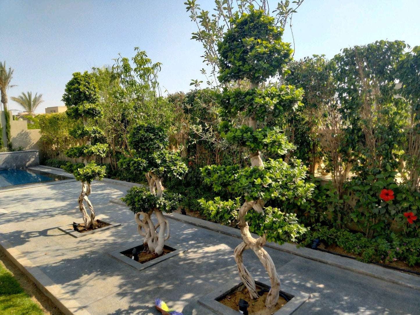 🌿 صيانة الحدائق المنزلية | Home Garden Maintenance