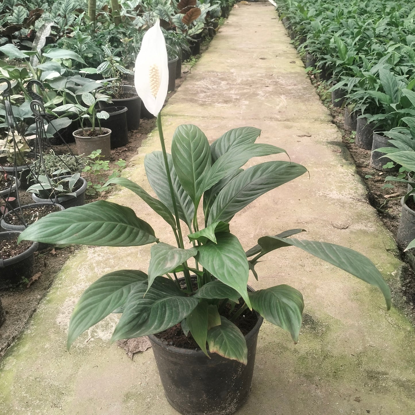 زنبق السلام - Peace lily 🪴