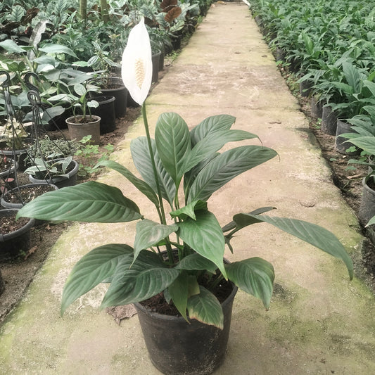 زنبق السلام - Peace lily 🪴