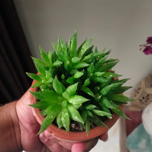 Window Haworthia هاورثيا 🪴