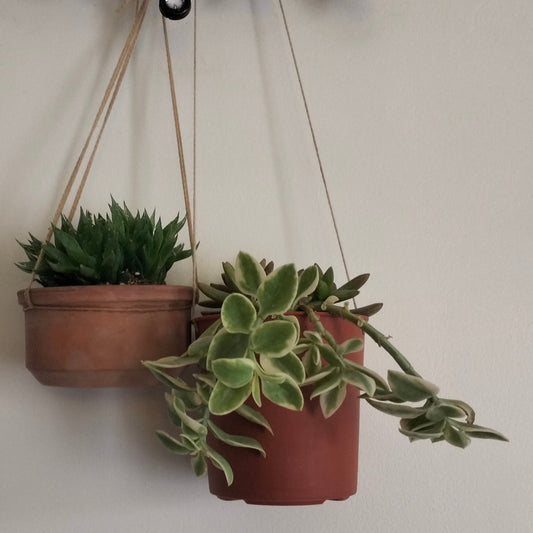 Succulent Sky Bundle