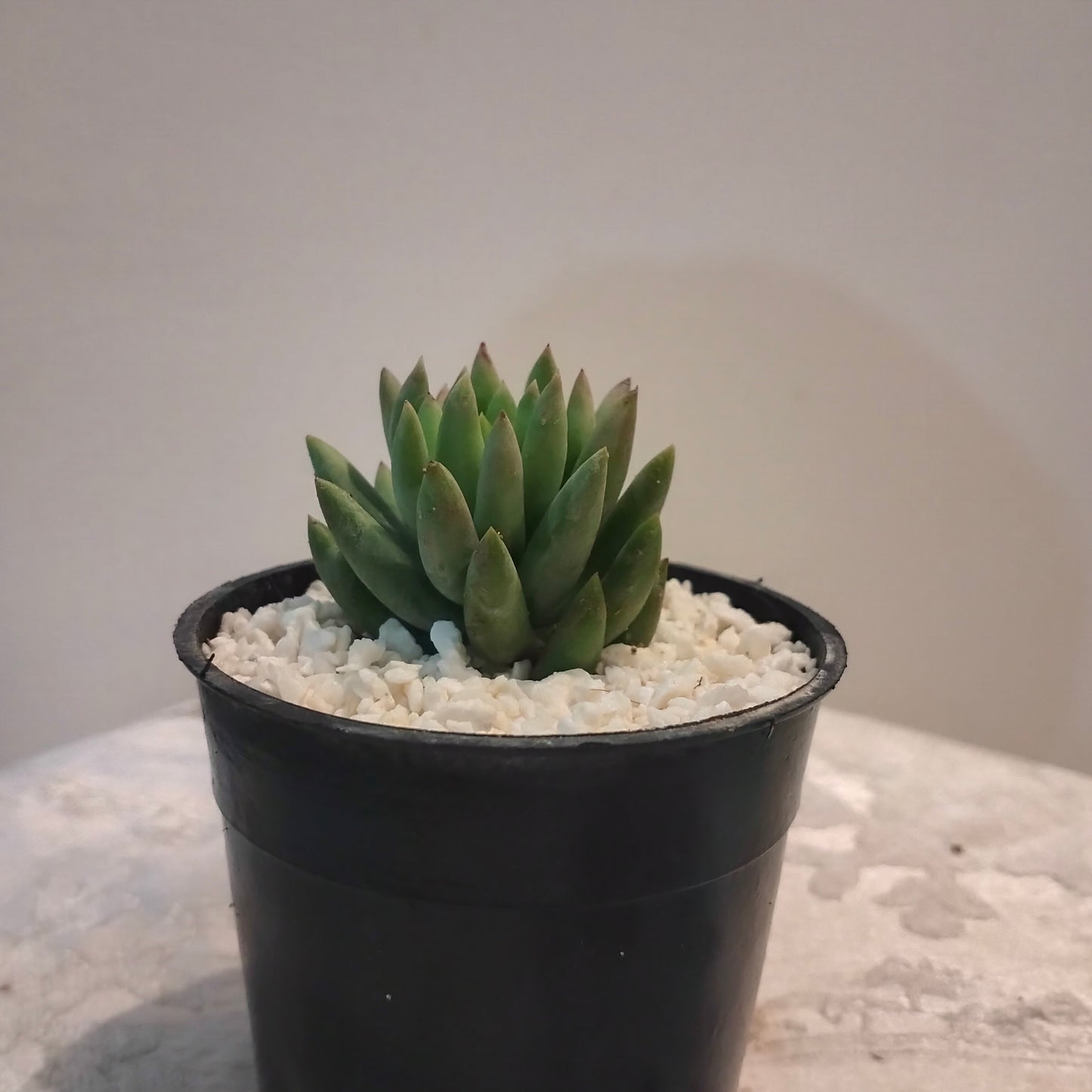 🌿 سيديفيريا Sedeveria