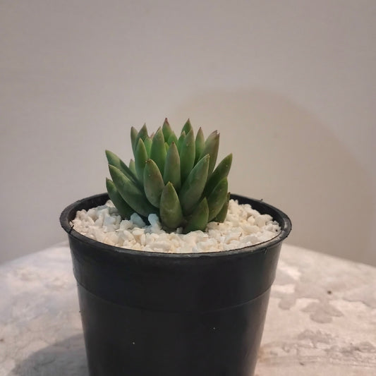 🌿 سيديفيريا Sedeveria