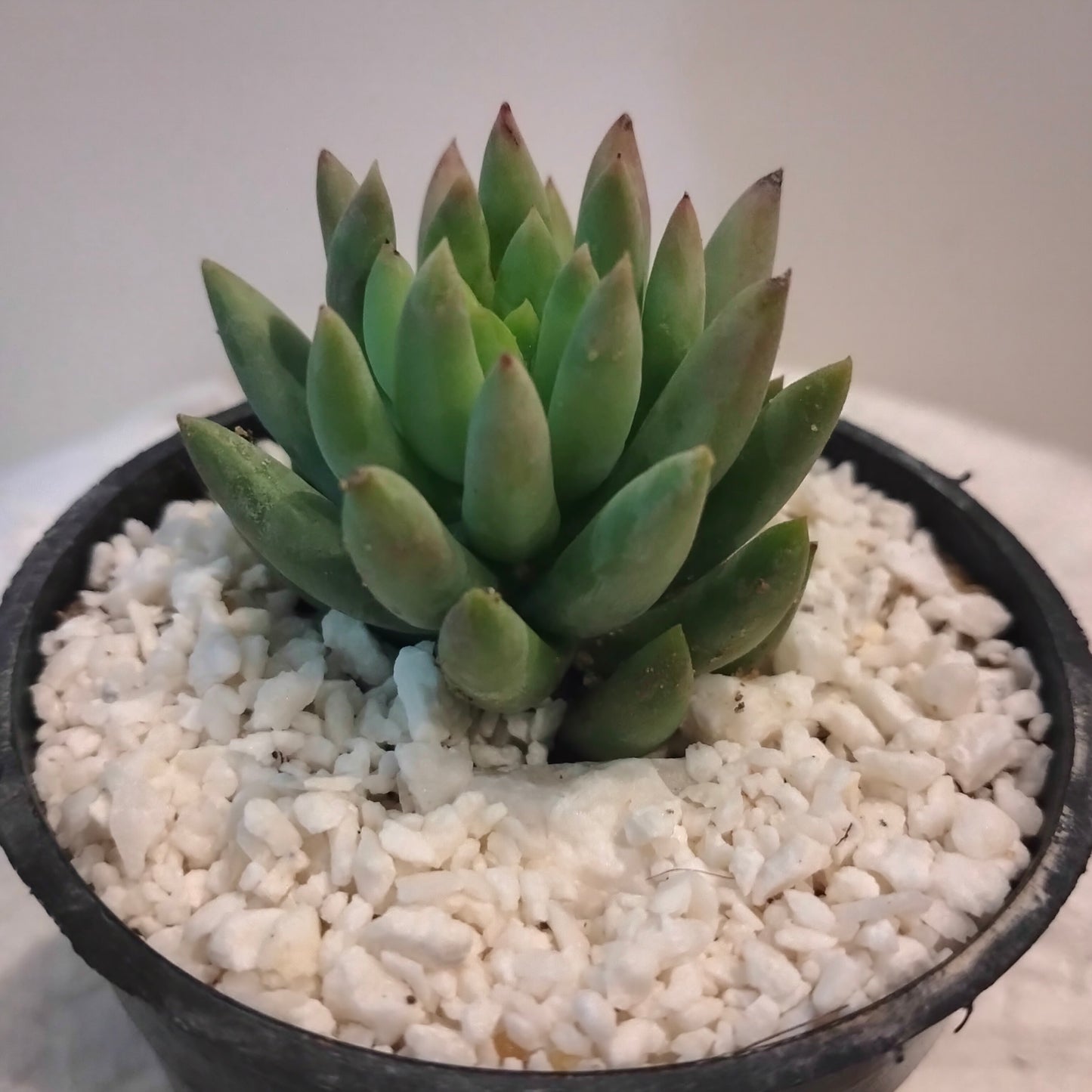 🌿 سيديفيريا Sedeveria