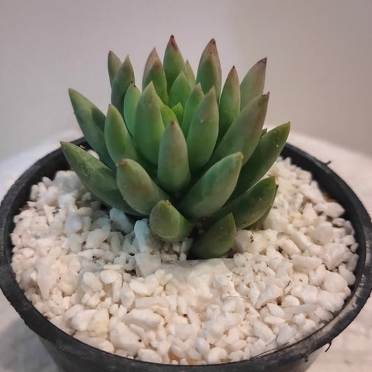 🌿 سيديفيريا Sedeveria