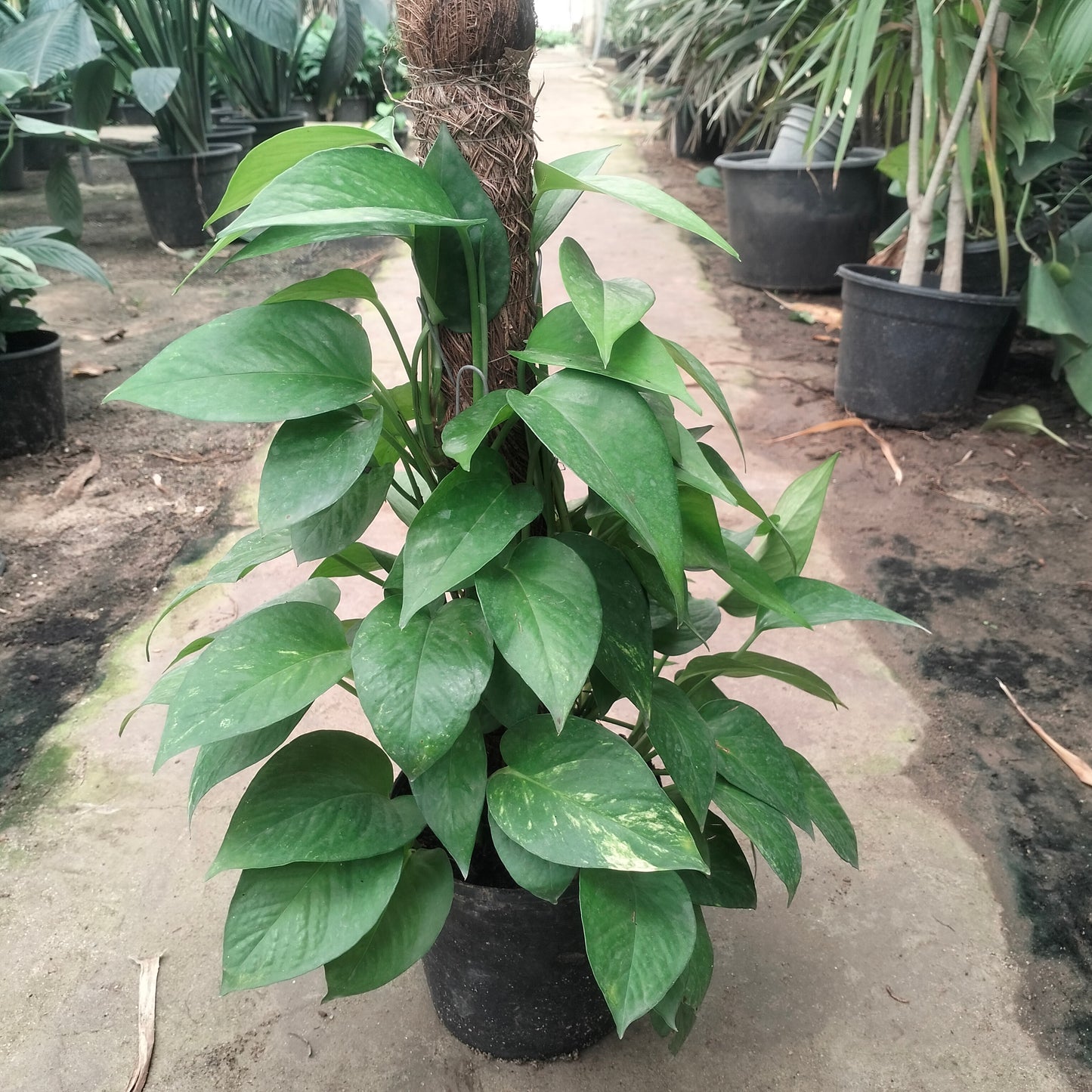 بوتس عمودى ٤٠ : ٥٠ سم Pothos Stick 40 : 50 cm