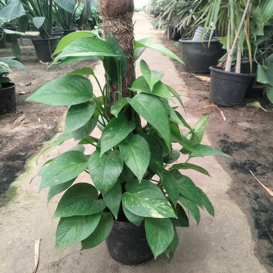 بوتس عمودى ٤٠ : ٥٠ سم Pothos Stick 40 : 50 cm