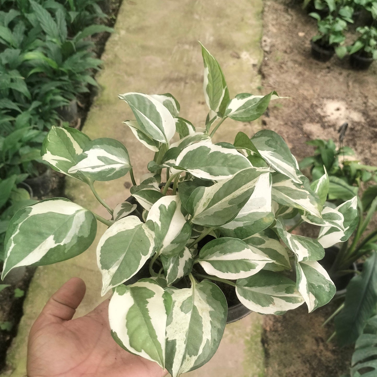 بوتس إنجوي – Pothos N’Joy