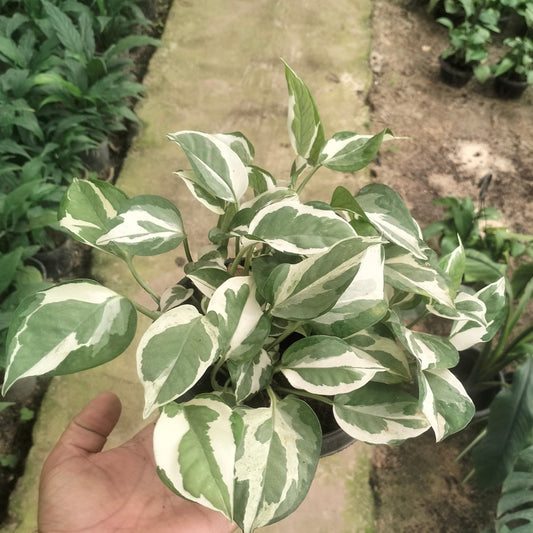 بوتس إنجوي – Pothos N’Joy