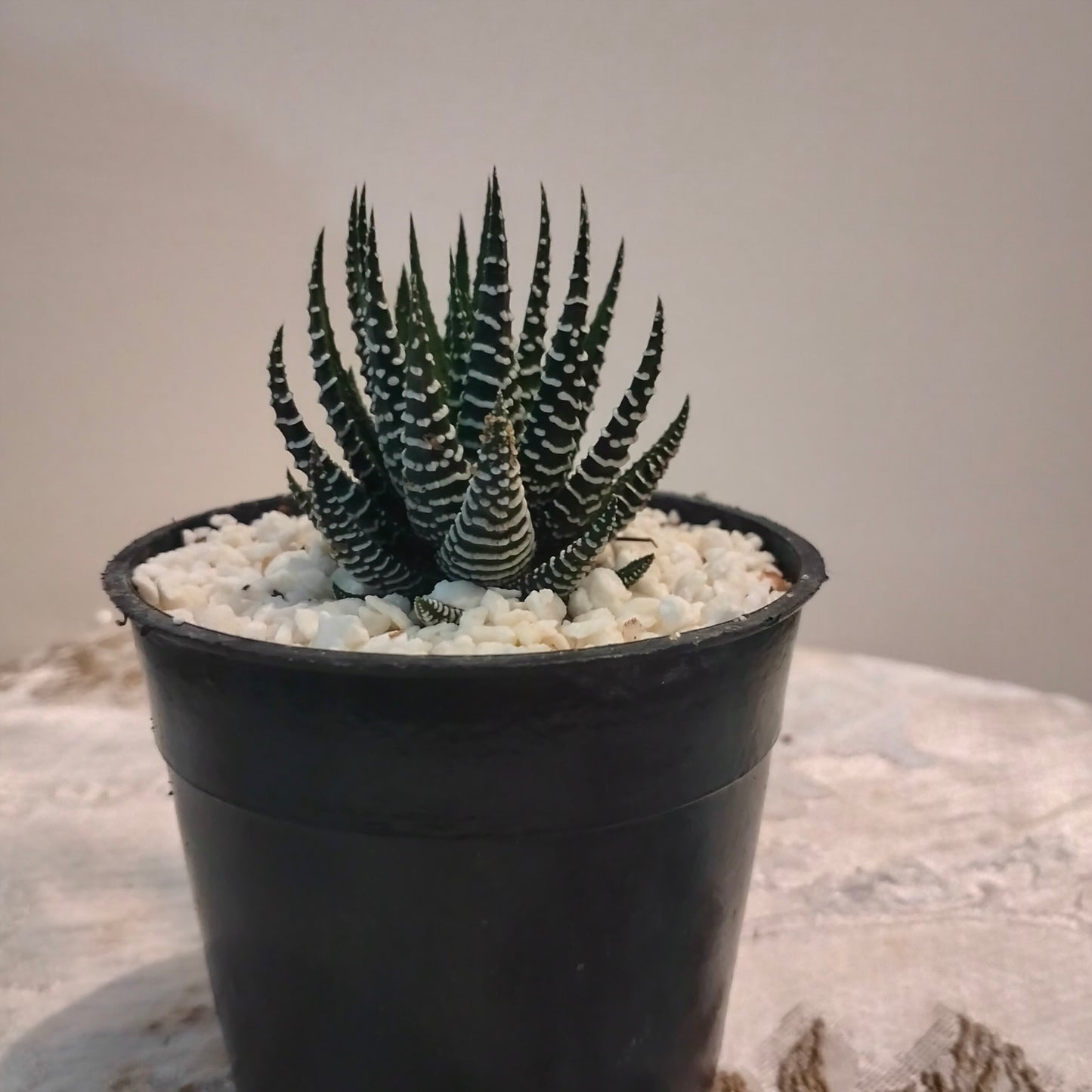 Haworthia Zebra هاورثيا زيبرا 🌵