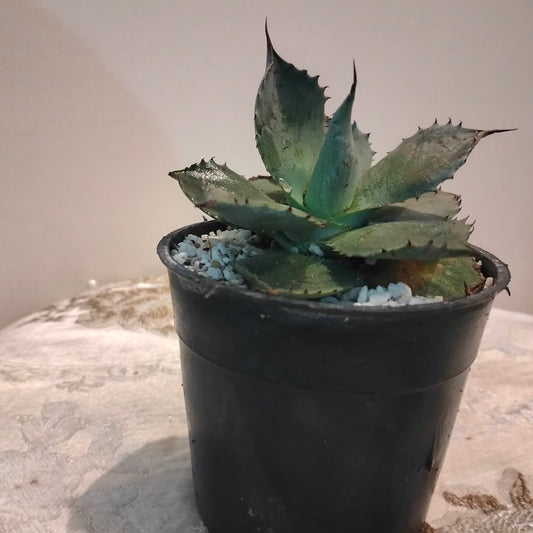 Agave Cactus صبار اجاف 🌵