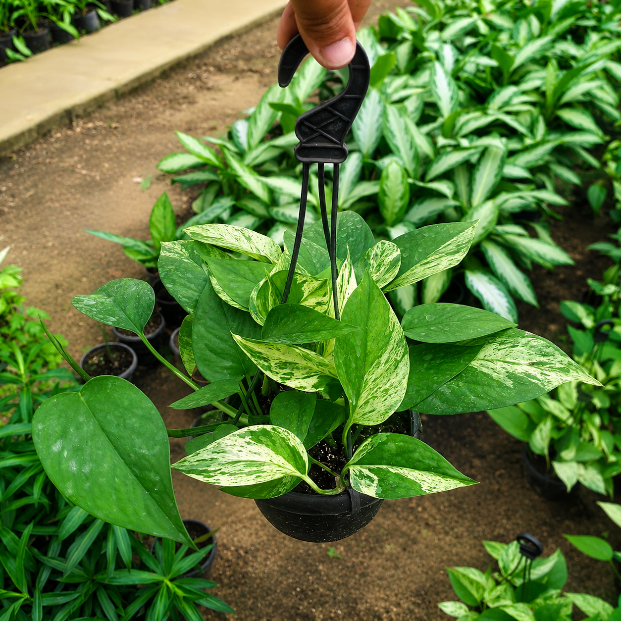بوتس ماربل  ـ Marble Queen